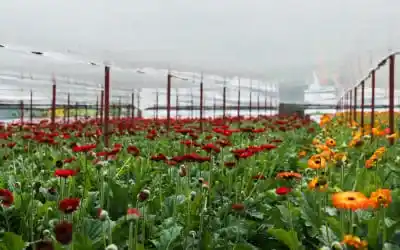 Agriculture and Floriculture